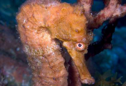 Hyppocampe à la Dominique