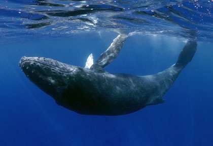 Shutterstock - Yann Hubert