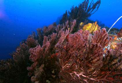 Le sec paté en Plongée aux Saintes