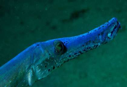 Poisson trompette aux Saintes