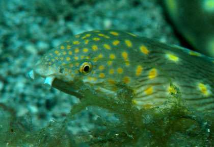 Plongée aux Saintes