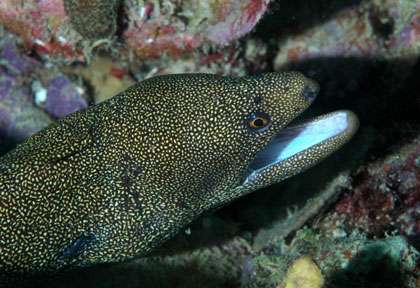 Murène en plongée aux Saintes