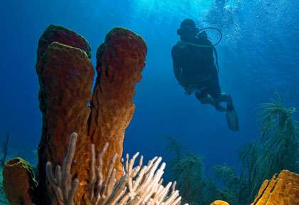 Plongée en Guadeloupe