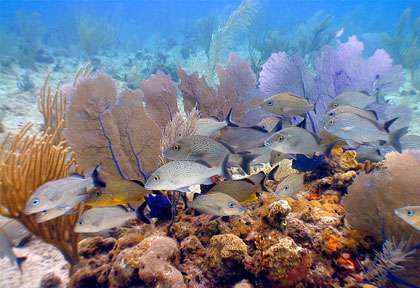 Plongée Grand Cayman