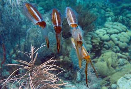 seiches plongée Cayman Brac