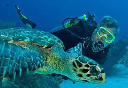 Tortue Little Cayman