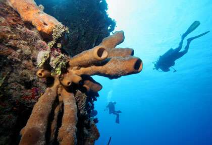 Tombant Little Cayman