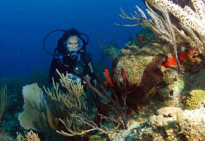 Plongée iles vierges britanniques