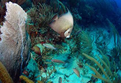 Plongée iles vierges britanniques