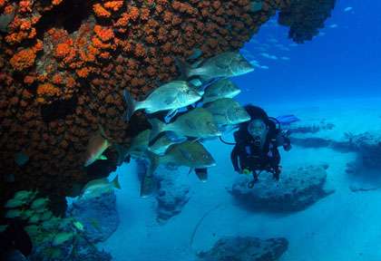 Plongée iles vierges britanniques