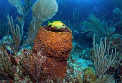 Plongée Iles vierges britanniques