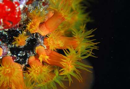 Plongée Iles vierges britanniques