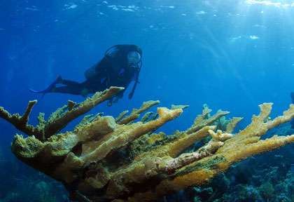 Plongée Iles vierges britanniques