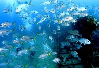 plongée à Peter Island