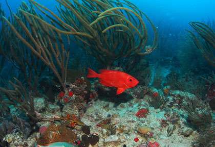 Plongée Peter island iles vierges britanniques