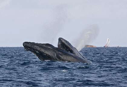 Les baleines du Banc d’Argent