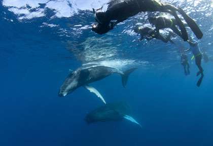 Les baleines du Banc d’Argent