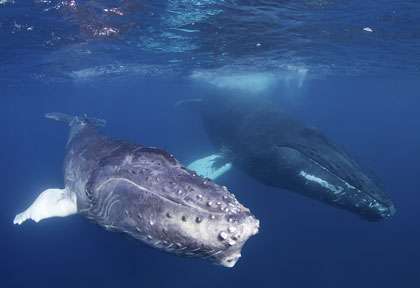 Baleine en République Dominicaine