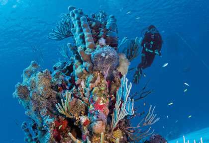 Croisière plongée à French Caye