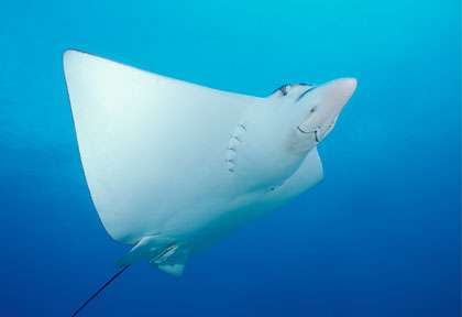 Raie Aigle en plongée à French Caye