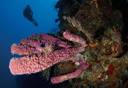 Le mur de West Caicos