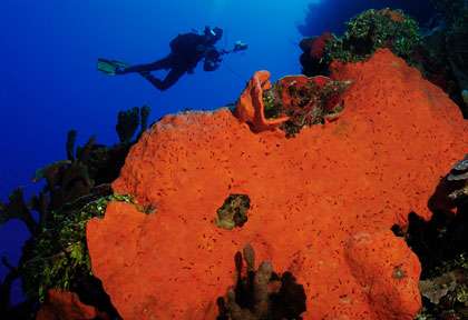 éponge oreille éléphant en plongée à West Caicos