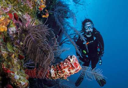 plongée à West Caicos
