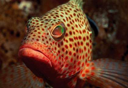 Plongée Ile de la Jeunesse à Cuba