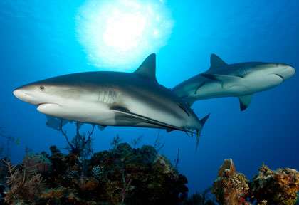 Plongée les Jardins de la Reine