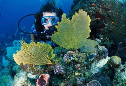 Voyage plongée en Martinique