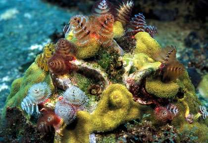 La plongée en Martinique