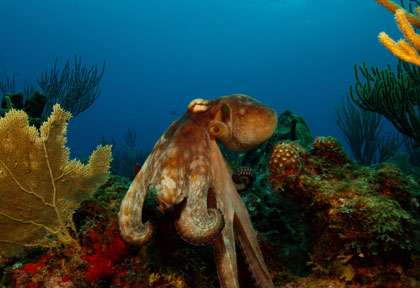 Poulpe en plongée à St Eustache
