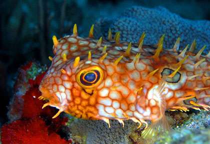 poisson porc-epic  en plongée à St Eustache