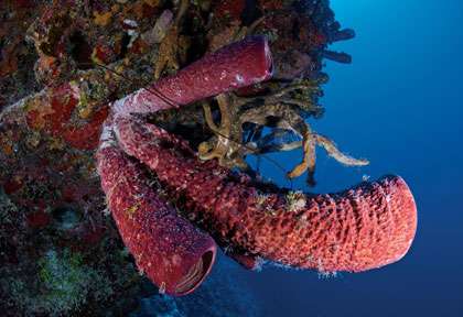 Plongée Turks Caicos
