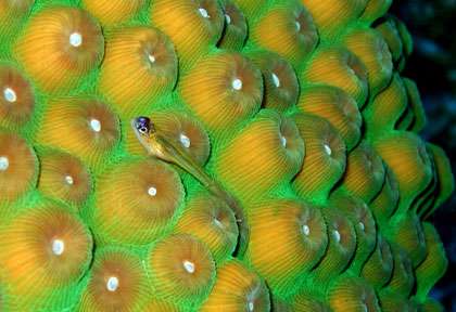 Plongée aux Turks Caicos