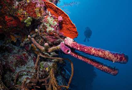 éponge tubulaire en plongée à Providenciales
