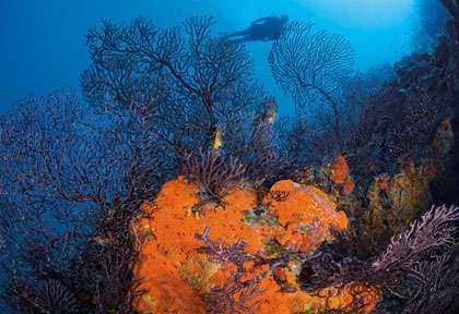 Plongée sous-marine à Providenciales