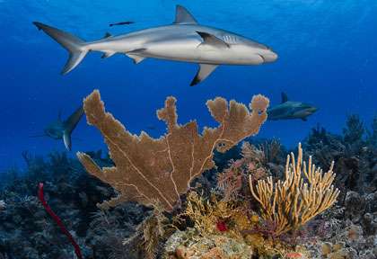 Requins en plongée à Cuba