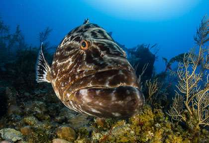 Les gros mérous de Cuba