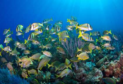Plongée Jardins de la Reine