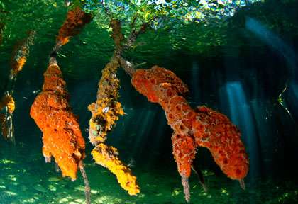 Voyage plongée à Cuba