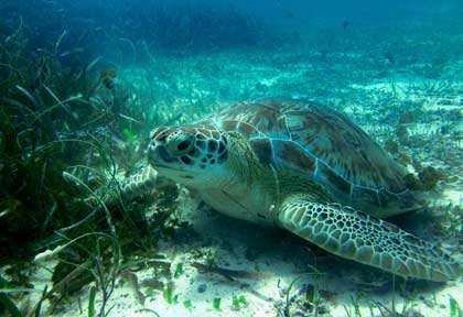 Tortue verte au Belize