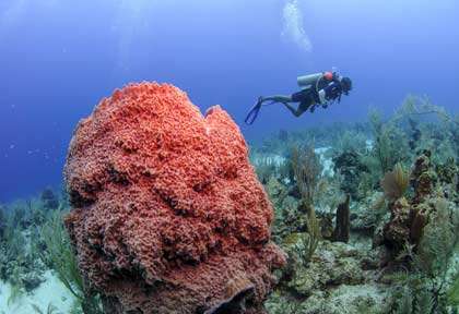 Plongée au Belize