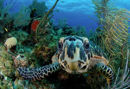 Tortue au Belize