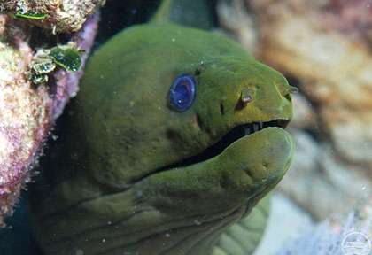 Murène verte au Belize