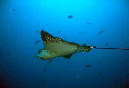 Raie Aigle à Hopkiins