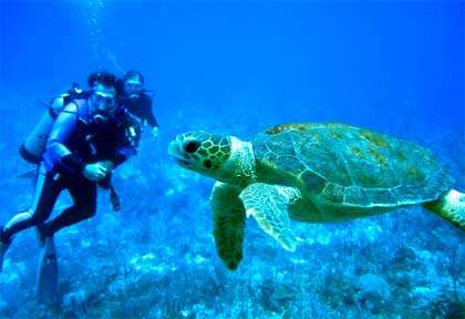 Tortue verte à Hopkins
