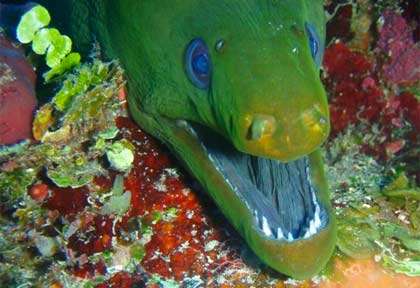 Murène verte à Hopkins