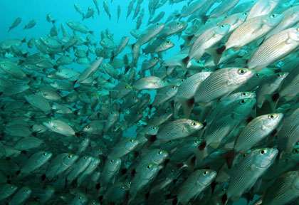 Fusilliers à Isla del cano