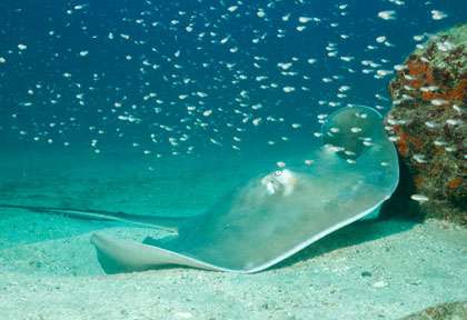 Raie pastenague à Isla del Cano